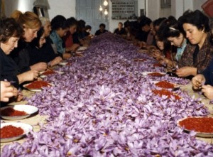 Para un kilo de azafrán hacen falta 85.000 flores (!)